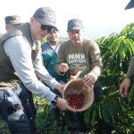 Kepala Dinas Kominfo Provinsi Jambi bersama Bupati Kerinci memanen kopi